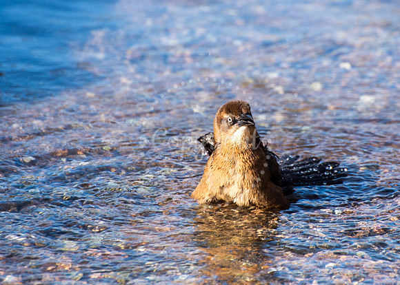 A brown bird with bright eyes bathing in a shallow stream, captured mid-splash with sunlit ripples in an Arizona desert water source.