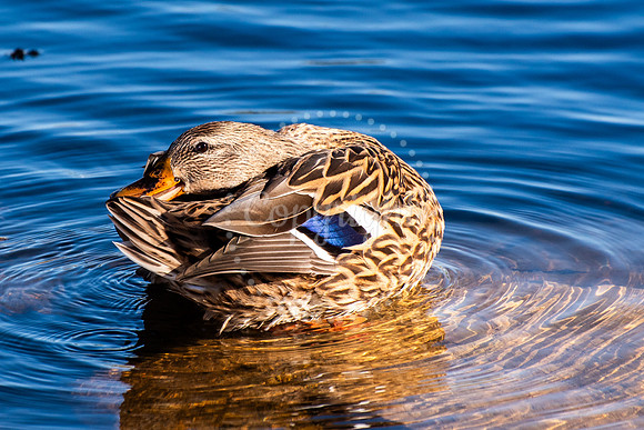 A female duck preens herself in clear, shallow Arizona waters with golden reflections and blue wing feathers catching the light.