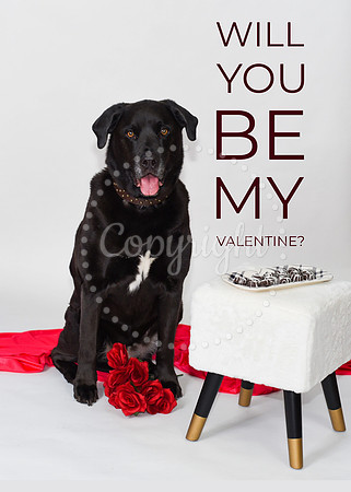 Will You Be My Valentine Labrador Card