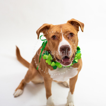 Pitbull Photography