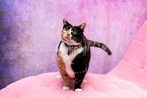 Calico Cat Photography Session
