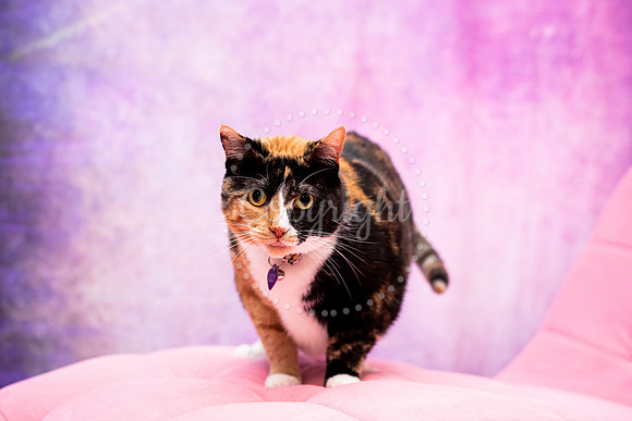 Cat Photographer