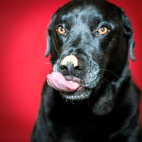 Peanut Butter Dog Photoshoot