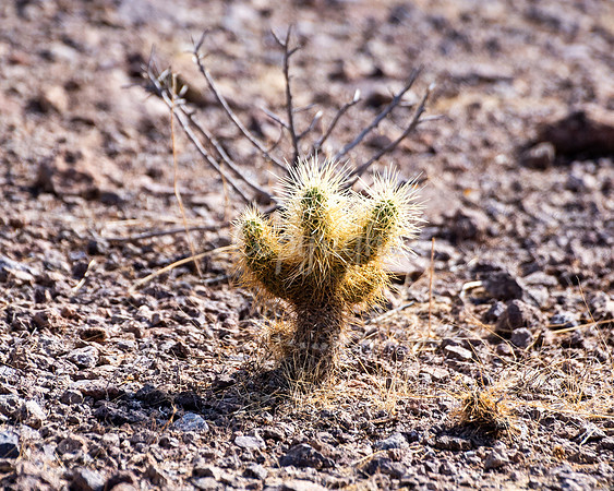 Close-up of a small golden cholla cactus growing in rocky desert soil under sunlight in Arizona
