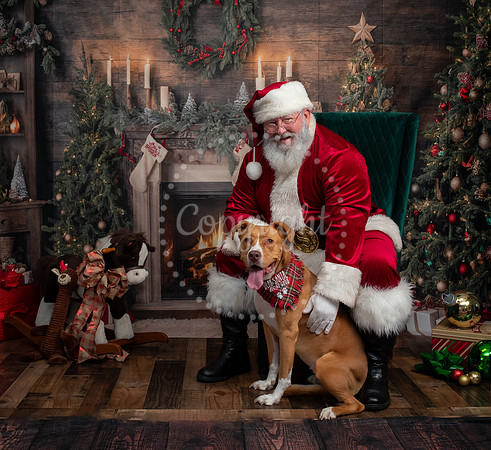 Santa & Pit Bull Moments