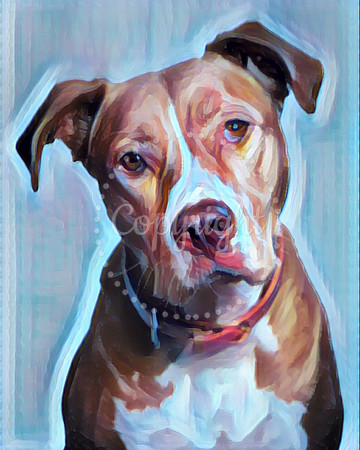 Pit Bull Card Great Generic Card