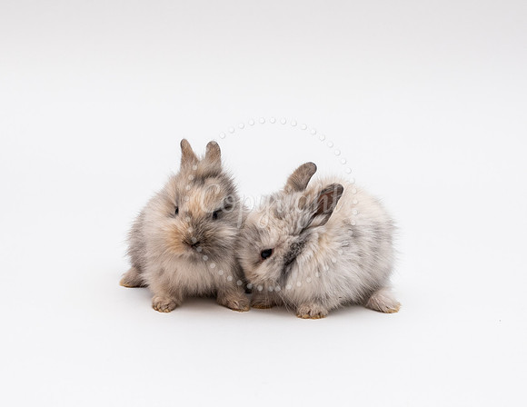 Baby Bunny Art Prints
