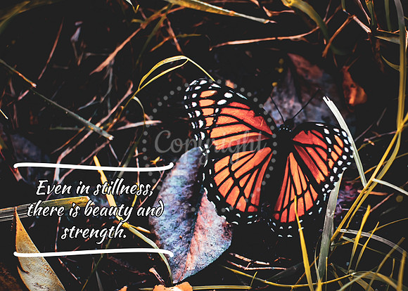 Butterfly Card-1-Even In Stillness there is beauty and strength