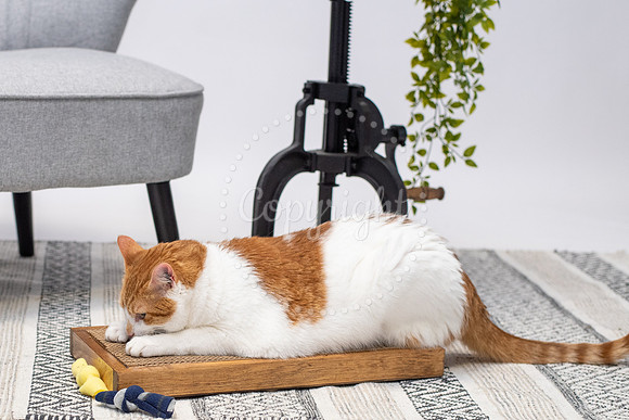 Cat Scratcher Guy