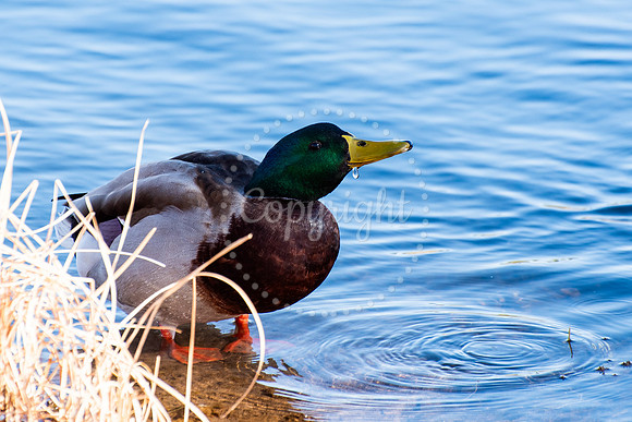 A vibrant male mallard duck with a green head and yellow bill stands at the edge of clear blue water with a single water droplet hanging from its beak.