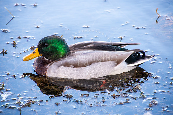 Male mallard duck with iridescent green head floating on calm water, captured in a detailed wildlife nature photo
