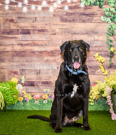 Pet Event Photography