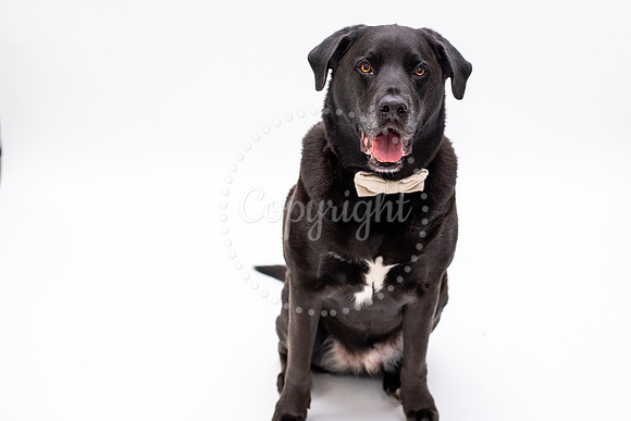 Pet Photography In Chesapeake, Virginia