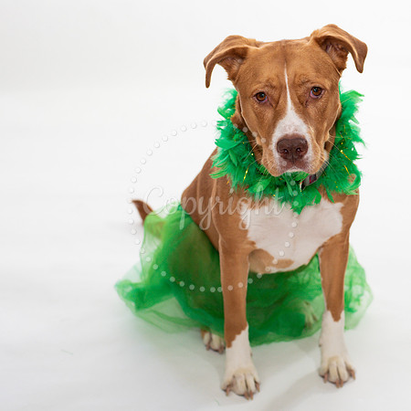 Pet Photography