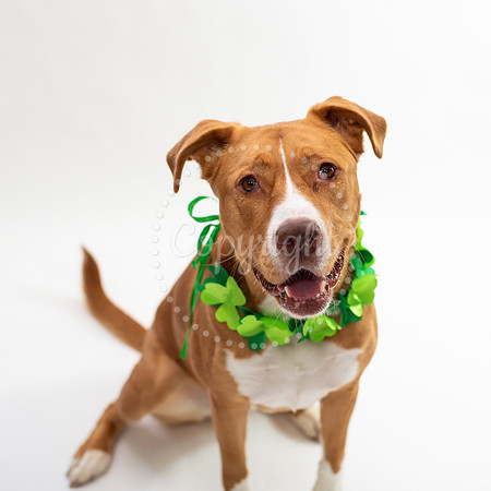 Pitbull Smiles Photography