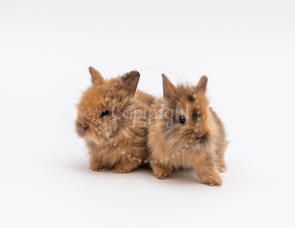 Baby Rabbit Portraits