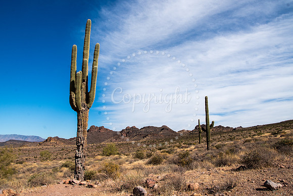 Saguaro cactus standing tall in the Arizona Sonoran Desert under a bright blue sky with wispy clouds and distant rocky hills