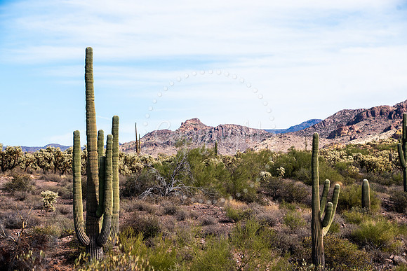 Saguaro cacti in Arizona Sonoran Desert landscape with mountain backdrop and desert vegetation