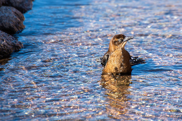 A small brown bird standing upright in shallow desert water with rippling reflections and sunlight highlighting its feathers.