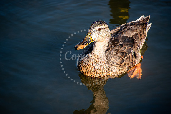 Close-up of a female mallard duck floating in calm blue water with sunlight highlighting her feathers – fine art nature photograph by Denise Powers at Papago Park, Arizona