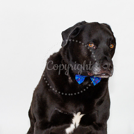 Senior Dog Photographer
