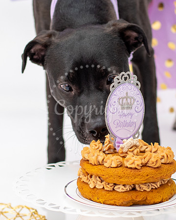 Black Labrador with Birthday Cake