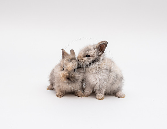 Small Animal Photography in Chesapeake, Virginia