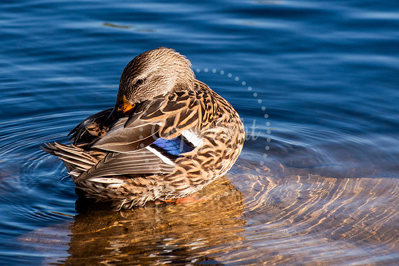 A female duck with patterned brown feathers and blue wing markings preens herself in shallow, sunlit water with visible ripples.