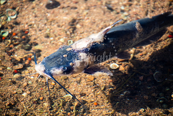Underwater photograph of a catfish in shallow, clear water over a rocky bed in Arizona, showcasing aquatic wildlife in natural desert habitat.
