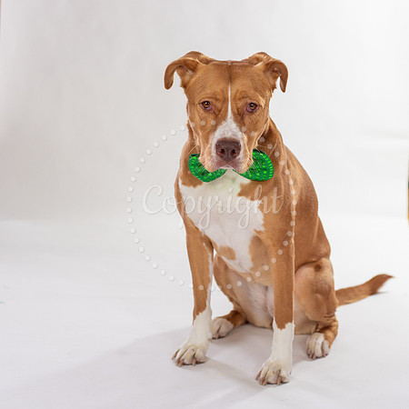 Dog Photographer in Chesapeake Virginia