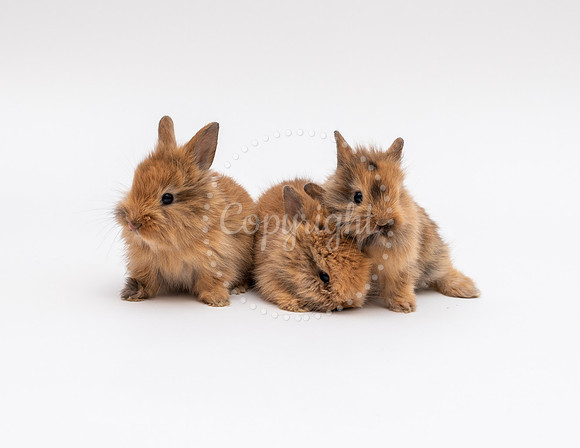 Rabbit Portraits in Chesapeake, Virginia