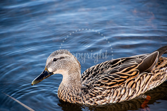 Close-up photo of a female mallard duck swimming in calm water, showcasing detailed feather pattern and natural elegance