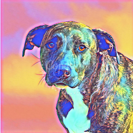 Palmer Digital Art