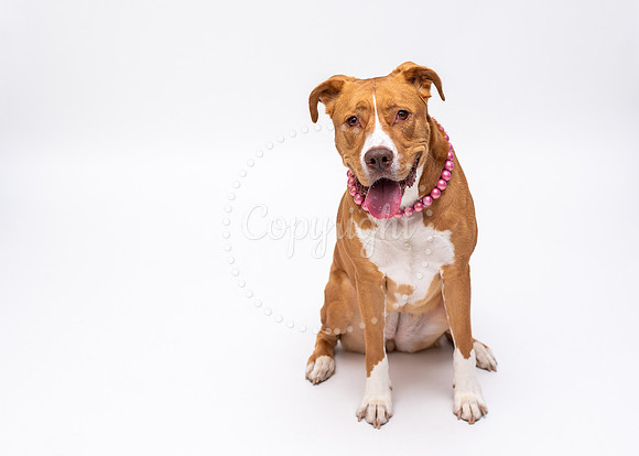Ginger Pitbull Portrait