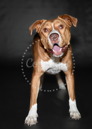 Pitbull Studio Photography