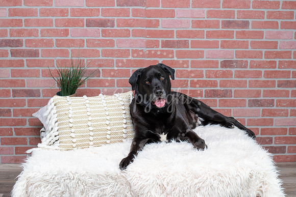 Pet Lifestyle Photographer