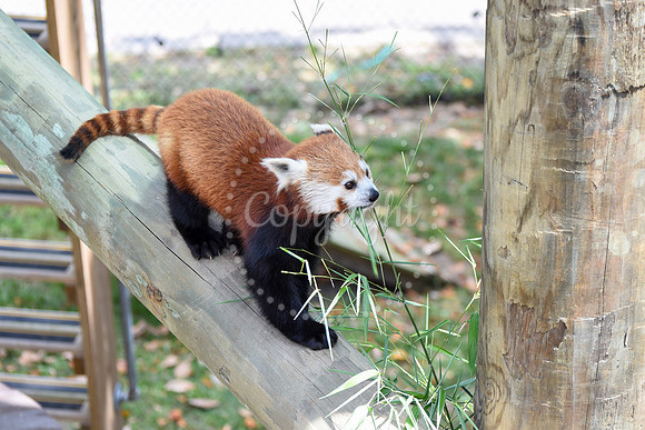 Red Panda Eating