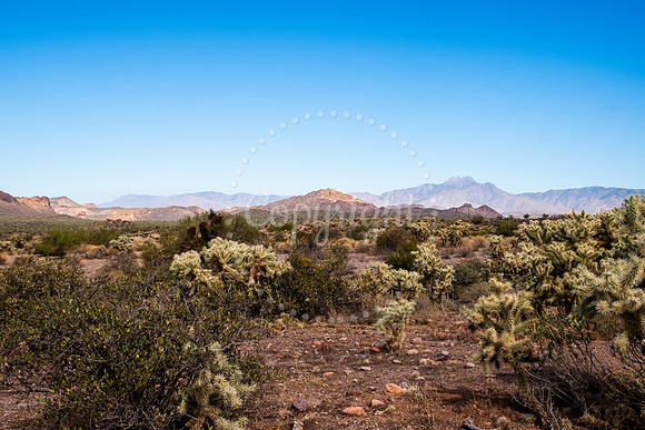 Wide Arizona desert landscape with cactus, cholla brush, and distant mountain range under blue sky